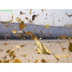��������� �����<br>la nuit